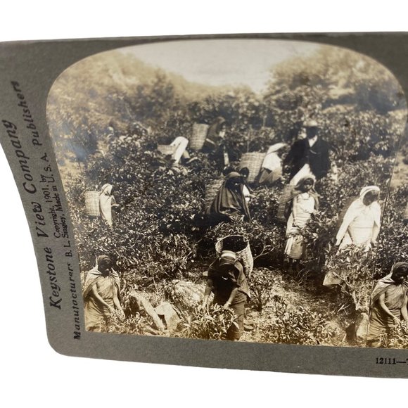 Antique 1901 Stereoview Photo Card Tea Gatherers Galle Ceylon Hill Country - Picture 3 of 9